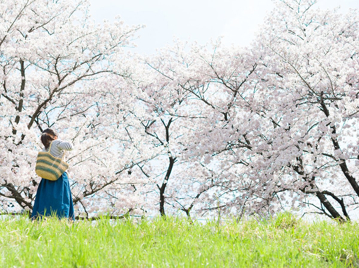Origin of Japanese cherry blossom viewing. The origin was plum blossoms from the Nara period! _ Sub 3.jpg