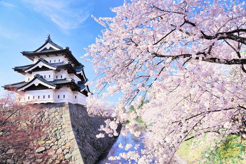 O que as flores de cerejeira significam para os japoneses? Apresentando as trs principais flores de cerejeira das quais o Jap?o se orgulha_Sub 3.jpg