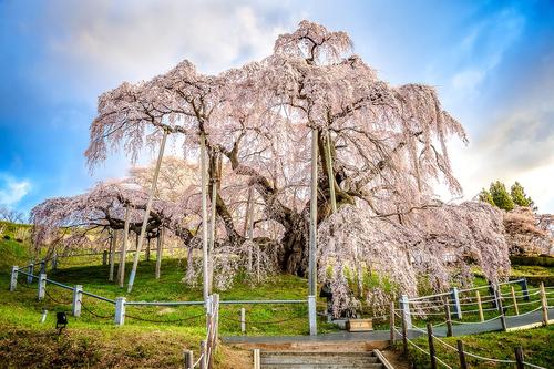O que as flores de cerejeira significam para os japoneses? Apresentando as trs principais flores de cerejeira das quais o Jap?o se orgulha_Sub 2.jpg